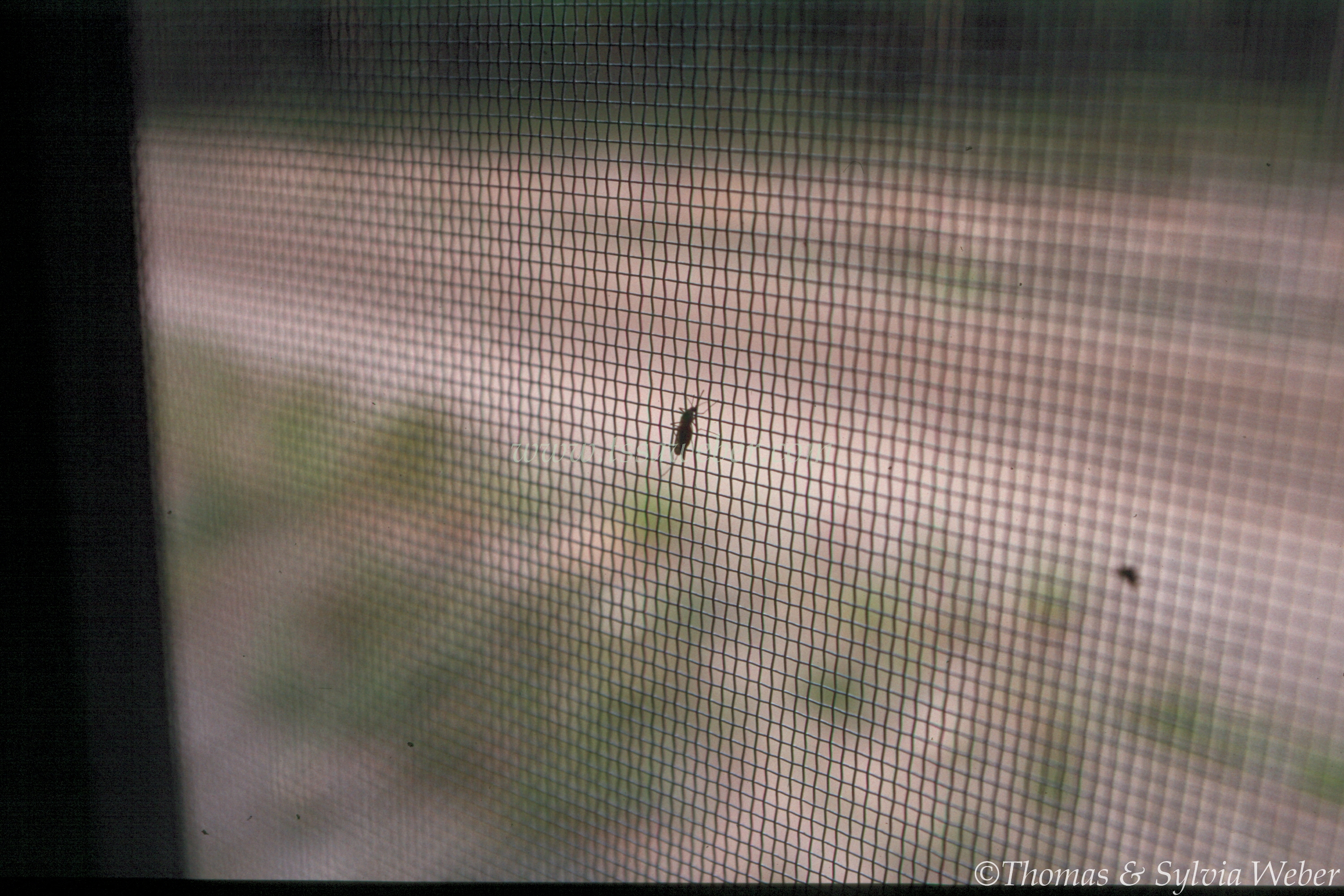 Scan1600